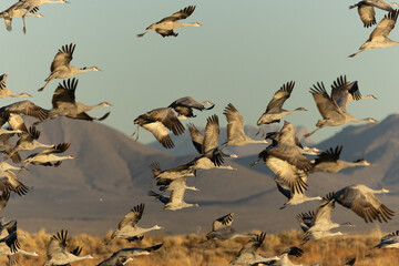 flock of sandhill cranes
