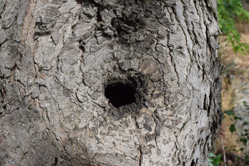A hollow in a tree in the forest