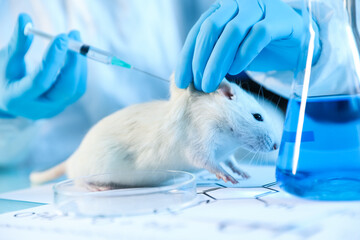Scientist giving injection to rat at table in laboratory, closeup