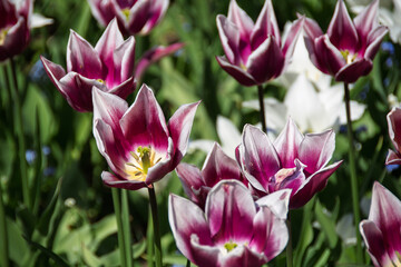 Fototapeta premium Purple and White Tulips in Garden Bloom