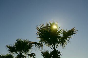 Palm trees in the rays of the sun. Coconut palm tree with blue sky. Palm trees against clear blue sky with sunbeams shines through green leaves
