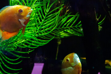 Vibrant fish swim amidst lush green plants in an aquarium, showcasing the beauty of aquatic life in...