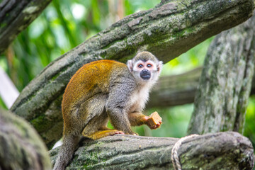A squirrel monkey enjoying a snack while perched on branches at the Cali Zoo, showcasing its playful nature and vibrant appearance. © Jhampier Giron