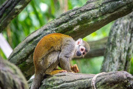 A playful squirrel monkey perched on branches, showcasing its vibrant fur and curious expression in the Cali Zoo, Colombia.