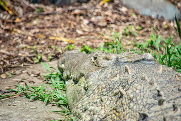 A crocodile sunbathing on the ground at the Cali Zoo. Captures the essence of wildlife in Colombia, Valle del Cauca.