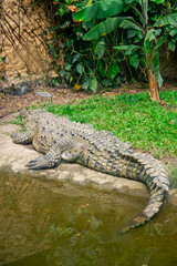 Obraz premium A crocodile lounging by the water at Cali Zoo, surrounded by lush greenery and tropical plants in Valle del Cauca, Colombia.