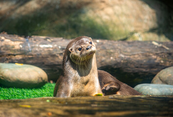 Obraz premium A playful otter enjoying its habitat at the Cali Zoo in Colombia, showcasing the beauty of wildlife and exotic animals.