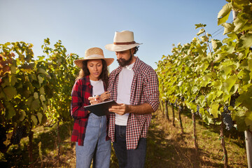 A couple stands among grapevines, discussing their vineyard work. They check notes on a clipboard, showing their dedication to wine production in the warm sunshine.