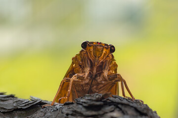 松の幹の影から覗いているセミの顔