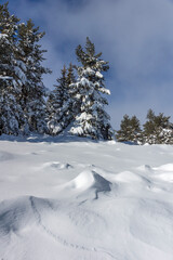 Obraz premium Winter Landscape of Vitosha Mountain, Bulgaria