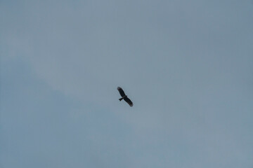 Flying Falcon with Wings Spread . "Who hope in the Lord will renew their strength, They will soar on wings like eagles."