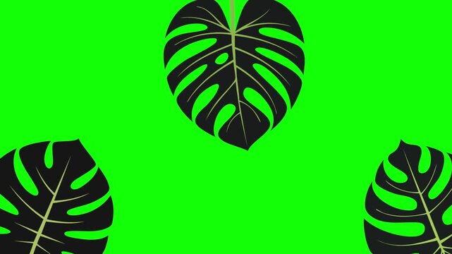 Animated tropical monstera leaves swaying on green screen background. Chroma key foliage for summer nature design.
