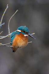 Fototapeta premium Common Kingfisher (Alcedo atthis) perched on a lichen-covered branch