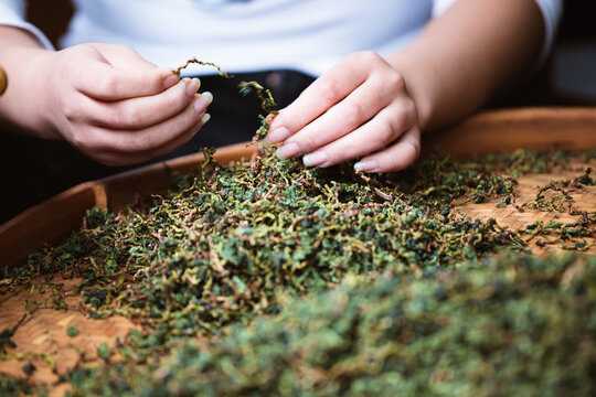Close Up View of woman hands picking Green Tea Leaves from a basket, China