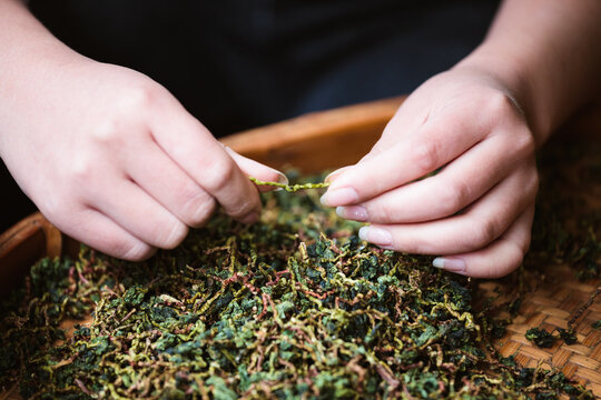 Close Up View of woman hands picking Green Tea Leaves from a basket, China