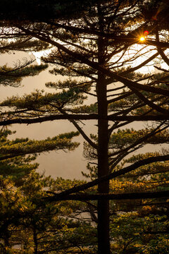 Scenic Mountain View of Ancient Pine Tree Growing on Rocky Peak, Huangshan, China