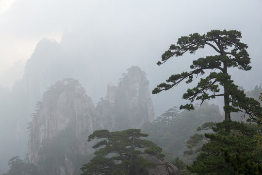 Solitary Pine Tree Perched on Steep Mountain Ridge in the Mist, Huangshan, China