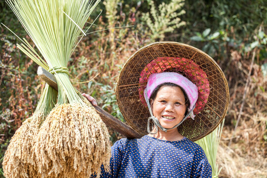 Chinese woman smiling and carrying rice in a field, China