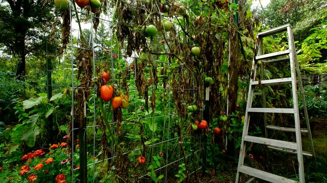 Last maturing tomatoes hanging from withering plants ready to be harvested after first frost kill plants. Ladder placed next to vines ready to be used to harvest fruits.