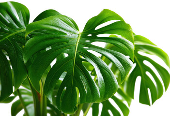 Monstera Deliciosa Leaves Close-up with Water Drops