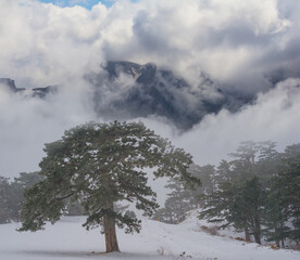 mountain valley with snowbound fir forest in dense mist and clouds