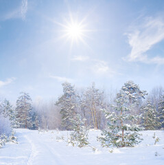 wide winter fir tree forest glade in snow under blue cloudy sky at the cold sunny day