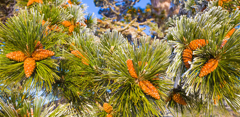closeup fir tree branch with cones in snow, winter pine forest background