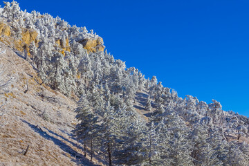 mount slope with forest covered by a snow under blue cloudy sky