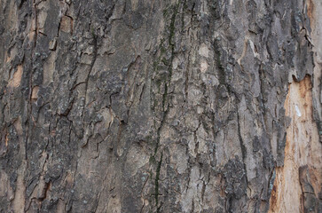 Obraz premium Natural tree bark texture with rough cracked surface, deep grooves and weathered wood pattern