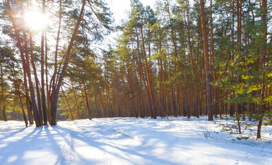snowbound forest glade in light of evening sun, winter forest sunset scene