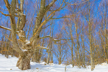 mount slope with forest covered by a snow