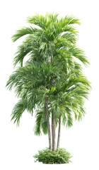 Three Tall Palm Trees with Lush Green Foliage
