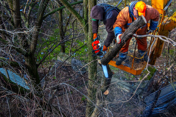 Municipal service workers stand with a chainsaw in a crane basket and trim dangerous trees