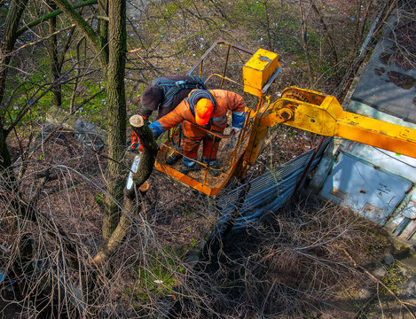 Municipal service workers stand with a chainsaw in a crane basket and trim dangerous trees
