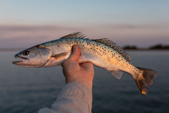 Inshore saltwater Speckled Trout fisherman holding a catch in hand at sunset. 