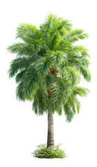 Single Green Palm Tree Isolated on White Background