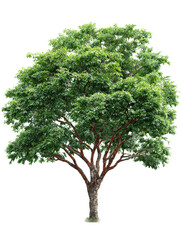 Lush Green Leafy Tree with Thick Trunk