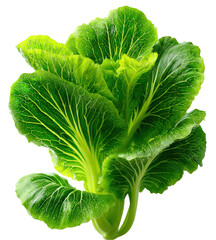 Fresh Green Chinese Cabbage Leafy Vegetable