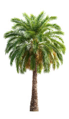 Palm Tree with Green Fronds and Textured Trunk