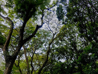 Fototapeta premium The branches and leaves form a natural canopy. Canopy Of green trees against cloudy sky.