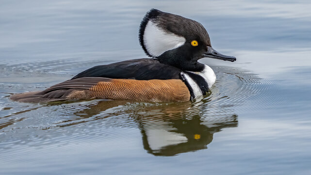 Hooded Merganser on the lake and with a fish