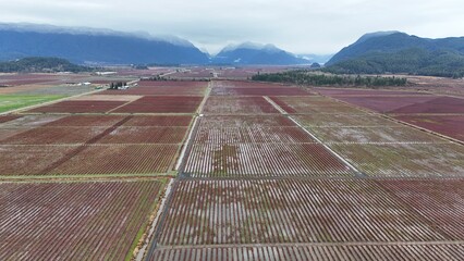 British Columbia Fields