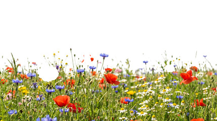 Wildflower meadow in full bloom with a variety of colorful flowers under a clear sky