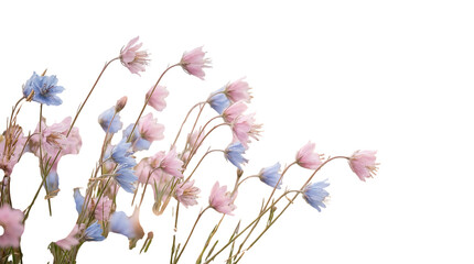 Delicate pink and blue wildflowers gently swaying in the breeze on a white background