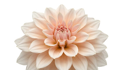 Exquisite light pink dahlia flower, full bloom petals, isolated on a pure white background