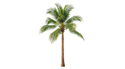 Tropical Coconut Palm Tree Isolated on White Background for Beach and Vacation Designs