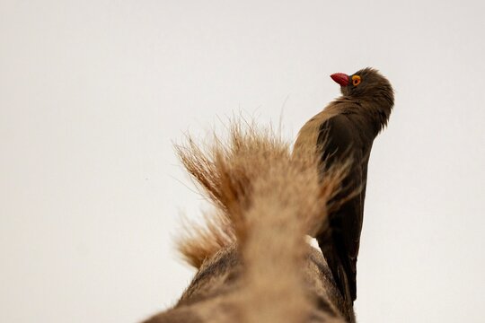 Red-Billed Oxpecker