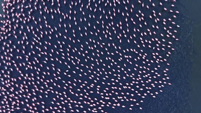 A stunning gathering of numerous flamingos takes place in a tranquil lagoon under the warm hues of sunset. Their pink feathers reflect the beautiful water as they gracefully move together in unison.