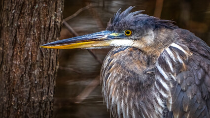 Great Blue Heron on the lake