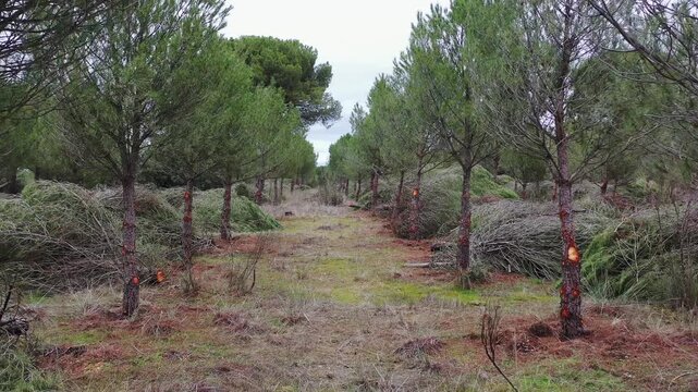 Rising backward drone view over pine forest highlighting sustainable forest management